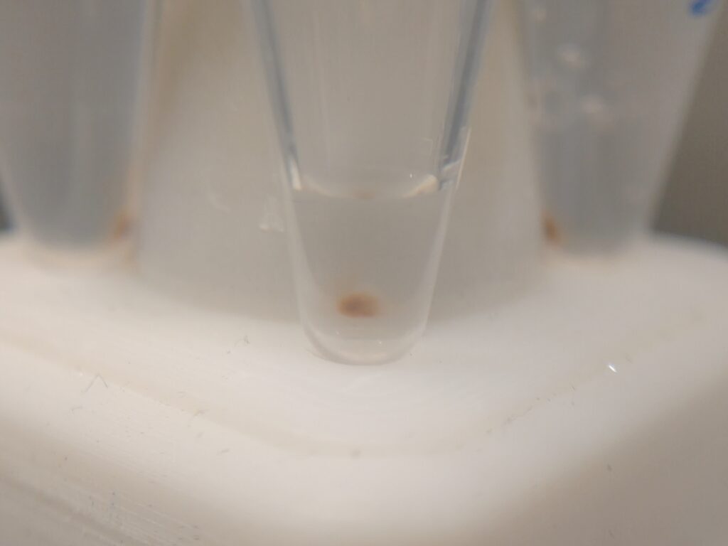 Condensed magnetic beads on AccuMag 4