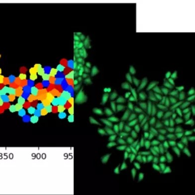 Cell line establishment from single cells