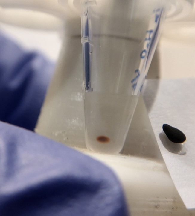 Magnetic Beads concentrated on a tiny patch smaller than a sesame seed; AccuMag 4