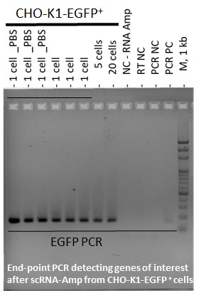 Single cell scRNA Amplification GFP PCR