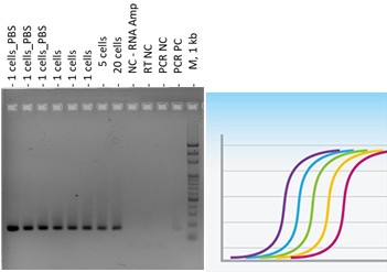 Service 2- single-cell genomics