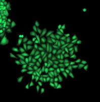 CHO-K1-GFP single-cell colony formation v00