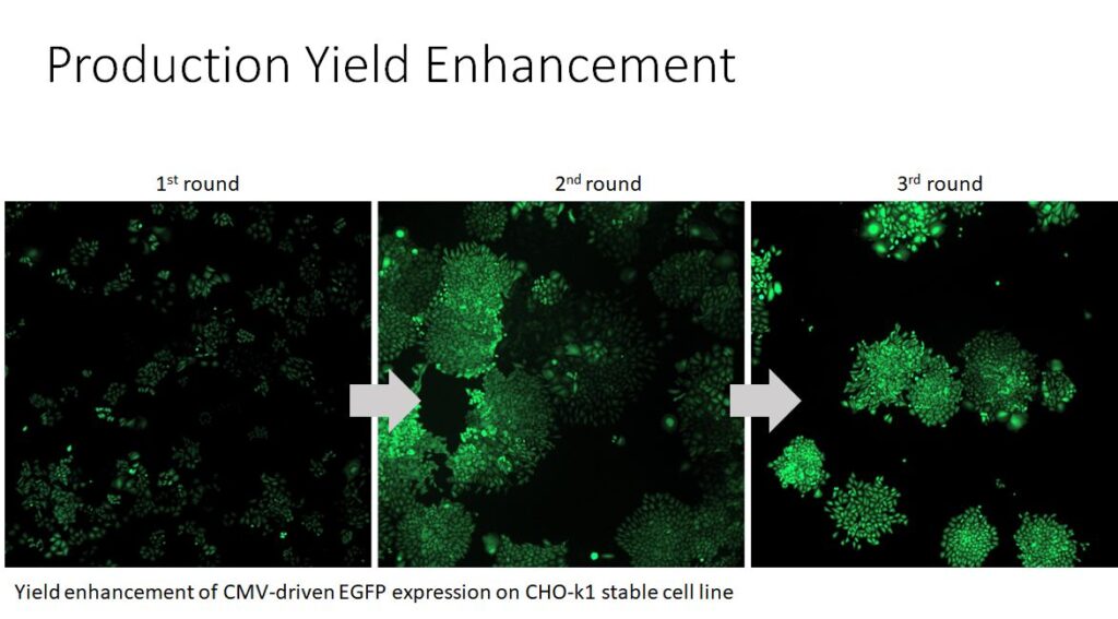 Production Yield Enhancement CHO-GFP v01