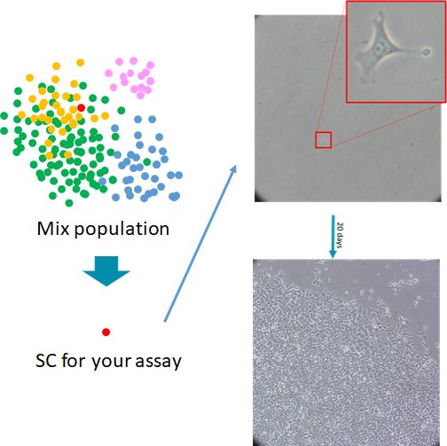 Single-cell outgrowth assay