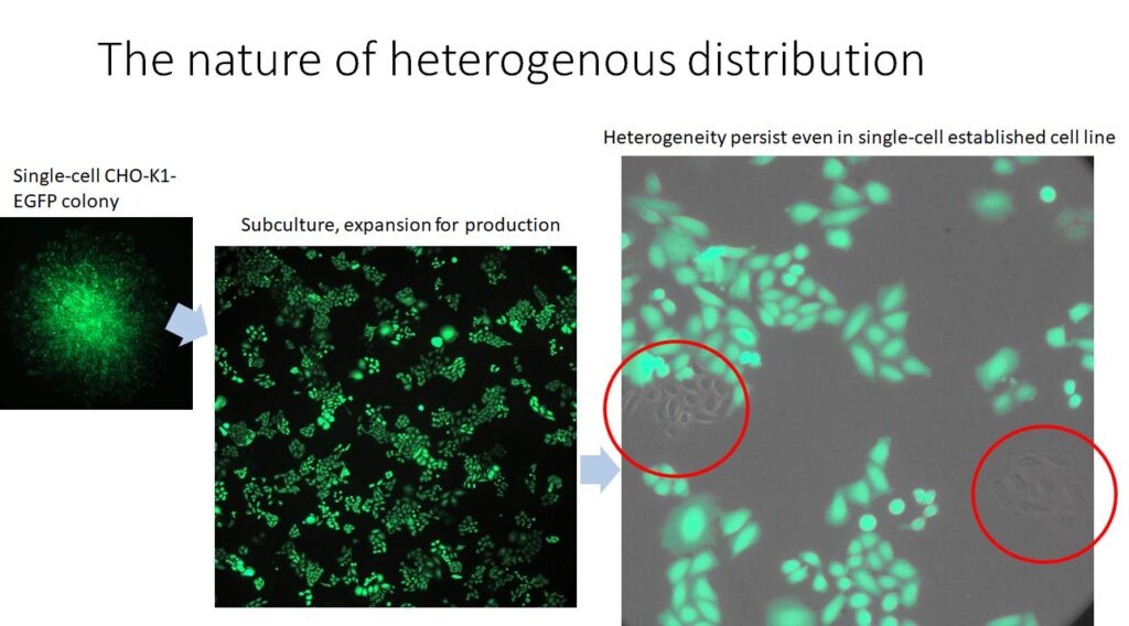 The nature of heterogenous distribution CHO-GFP 01