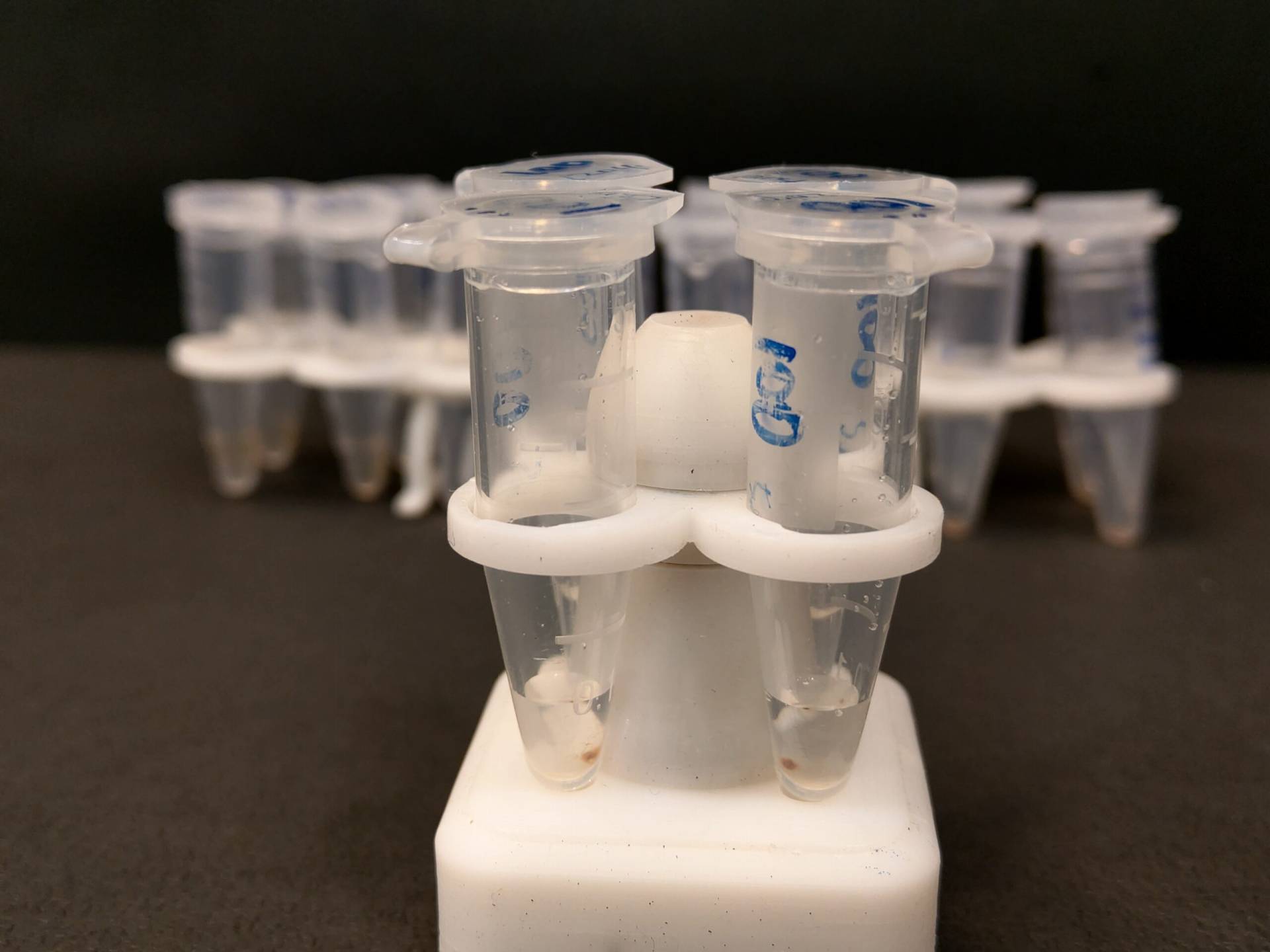 AccuMag 4 magnetic rack for magnetic beads isolation